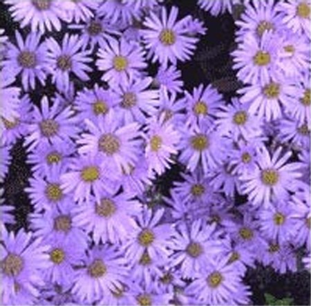 L'Aster "Eary blue" est une forme naine à floraison bleue de mi-août à nov